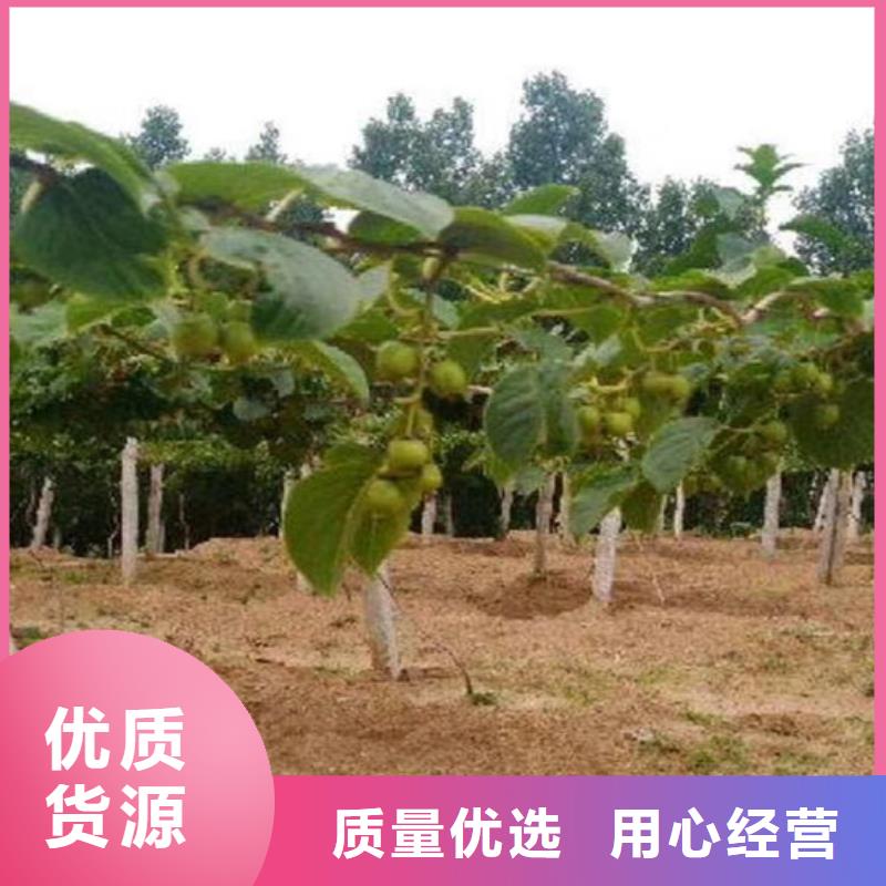 【猕猴桃】_苹果苗按需设计生产型