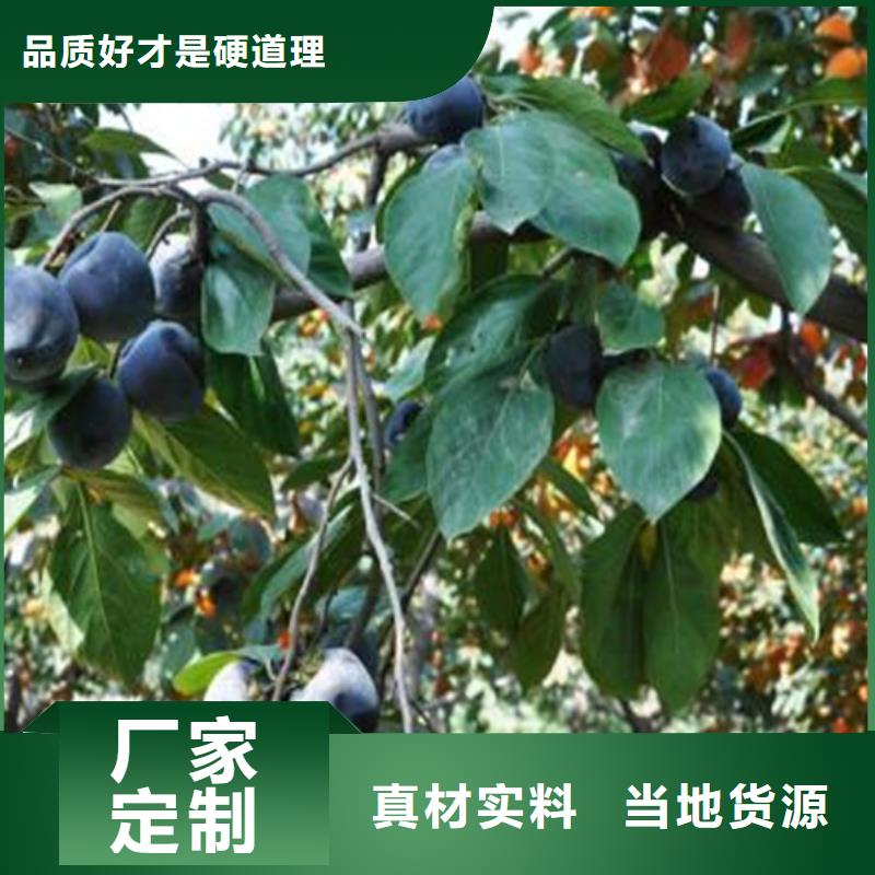 柿子_桃树苗规格齐全实力厂家可定制