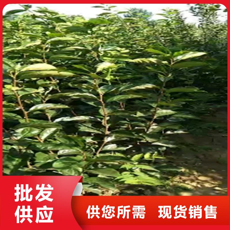 【柿子】樱桃苗现货直供工艺精细质保长久