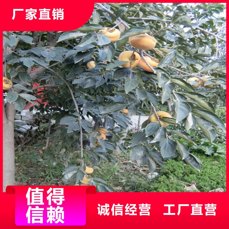 柿子桃树苗严格把控质量工厂直营