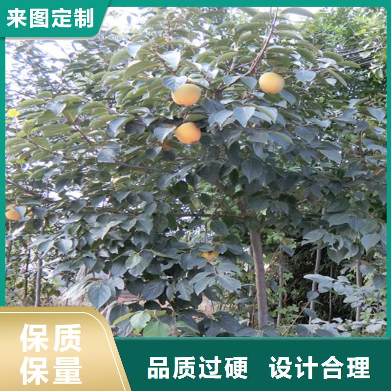 【柿子】,樱桃苗库存丰富品类齐全