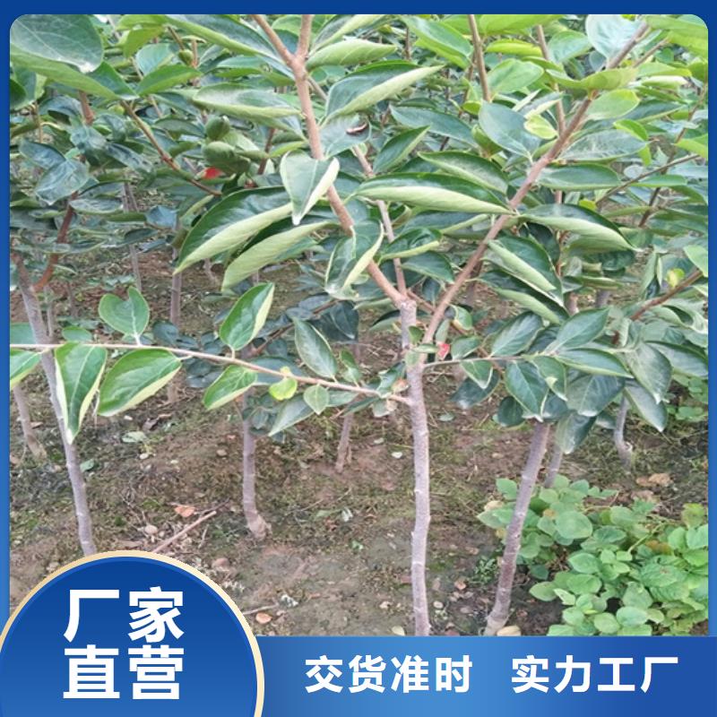 柿子梨树苗品质无所畏惧当地货源