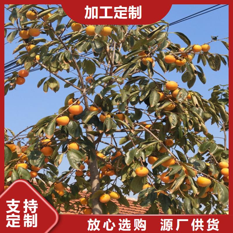 柿子樱桃苗经销商支持定制批发