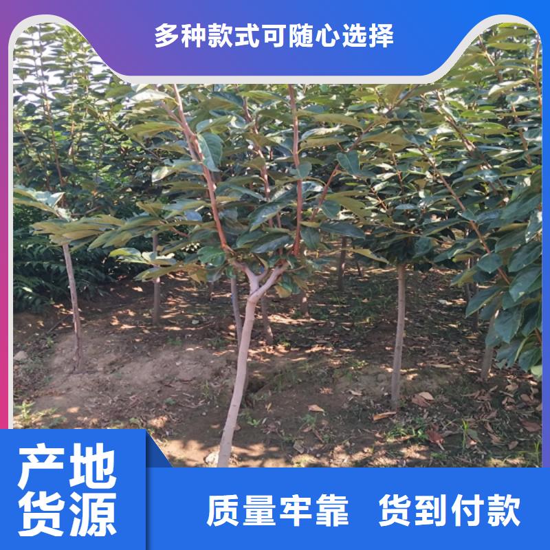 柿子【苹果苗】厂家直发精品选购