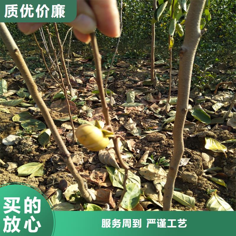 柿子_梨树苗不只是质量好用心做好细节