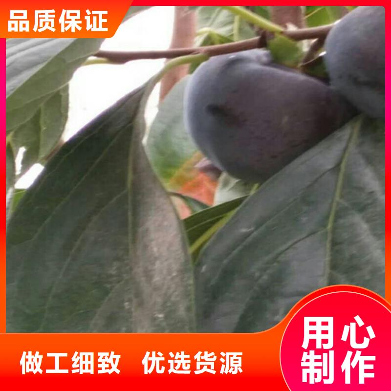 柿子-无花果苗放心选购诚信经营
