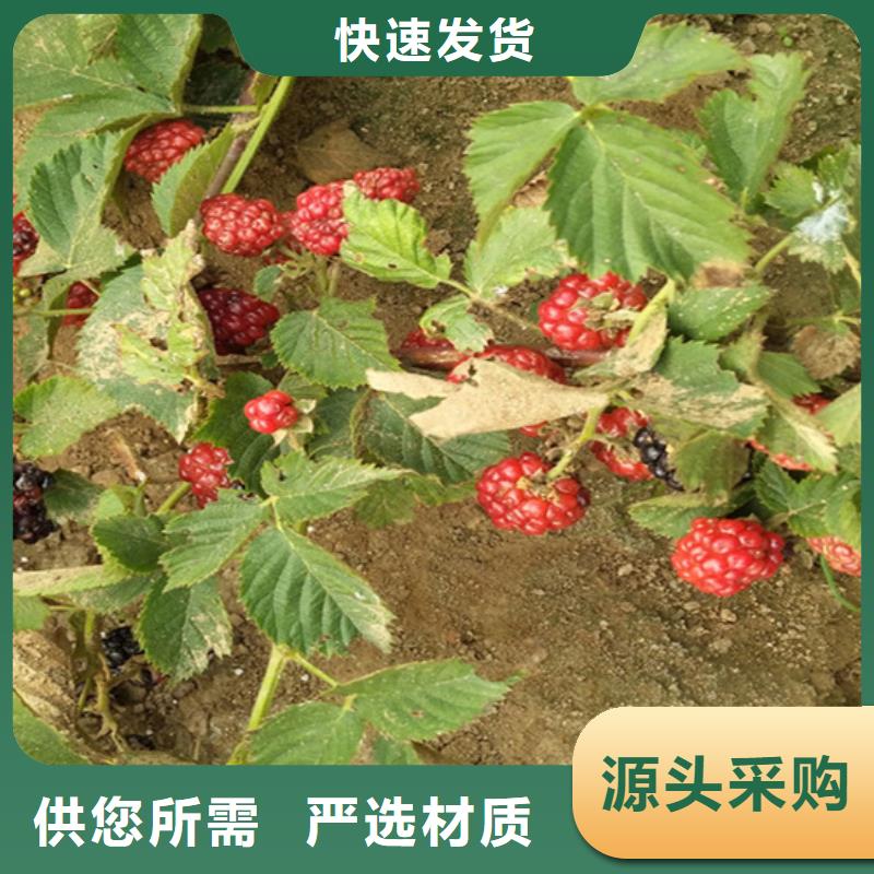 树莓桃树苗快捷的物流配送同城供应商