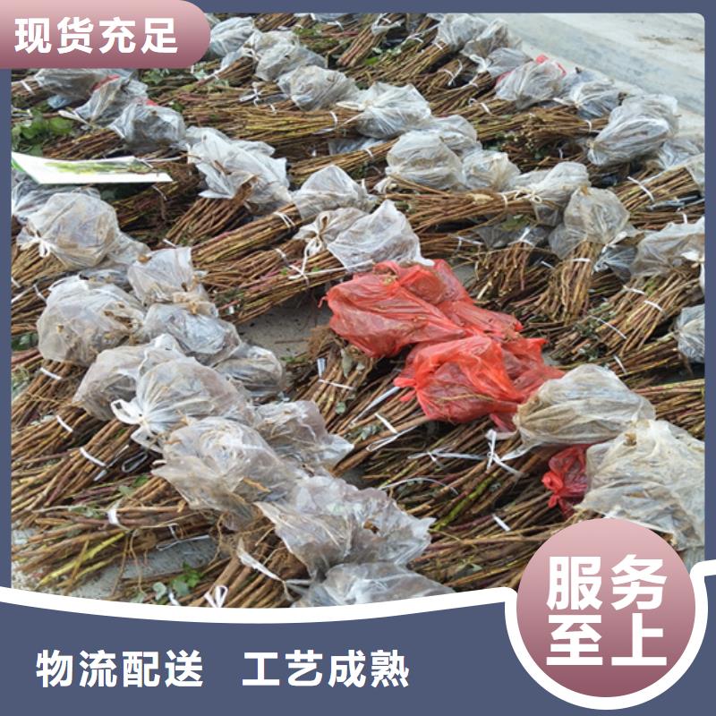 【树莓梨树苗产品实拍】当地货源