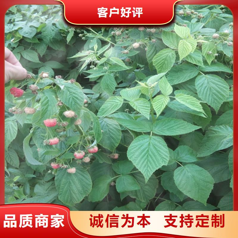 树莓【梨树苗】好厂家有担当好品质用的放心
