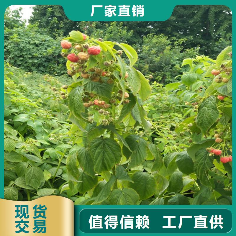 树莓【石榴树】快速物流发货实体厂家支持定制