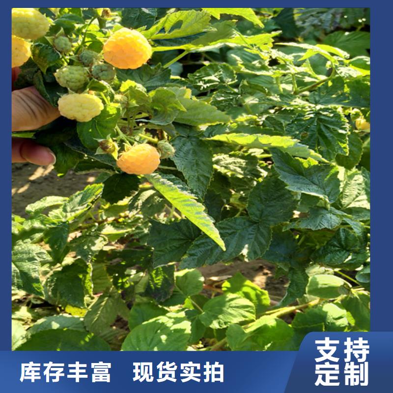 【树莓】桃树苗注重细节做工细致