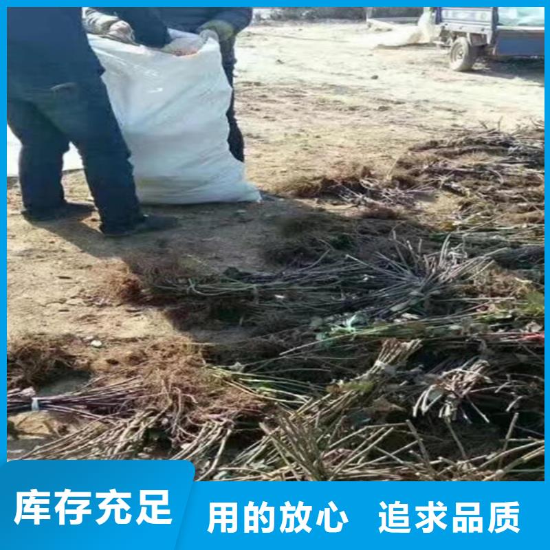 树莓猕猴桃苗为品质而生产专注质量