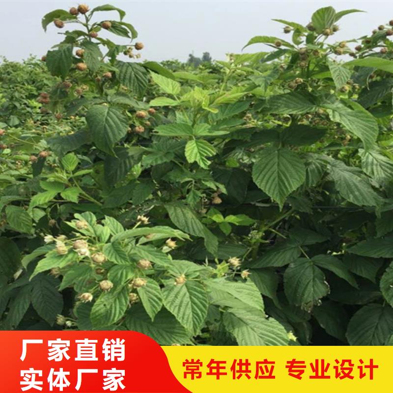 树莓梨树苗我们更专业当地公司