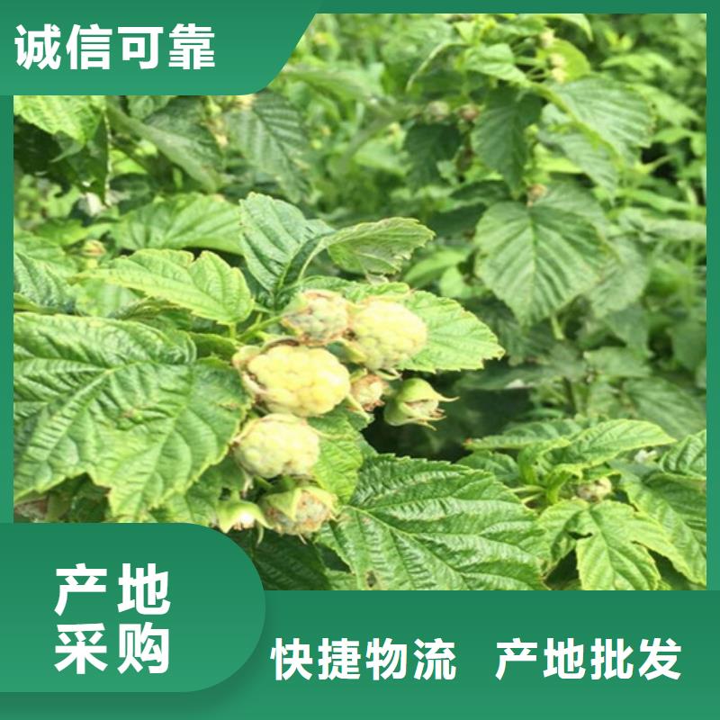 树莓桃树苗专注细节使用放心本地服务商