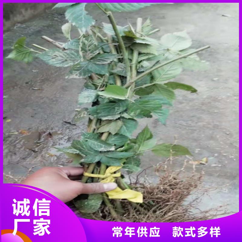 树莓樱桃苗品质无所畏惧优选厂商