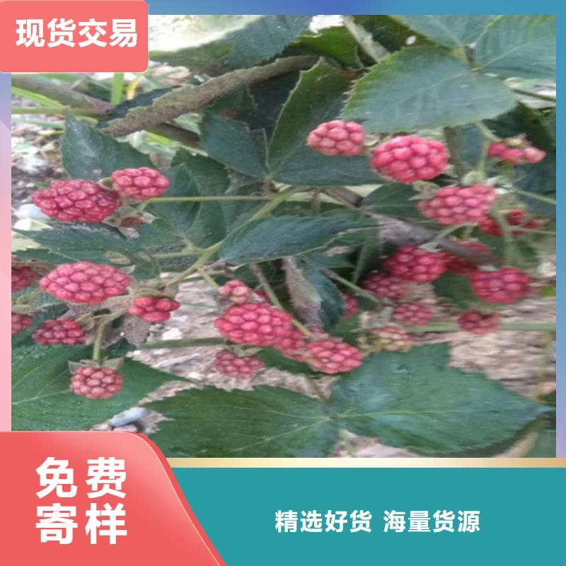 树莓,樱桃苗精心本地制造商