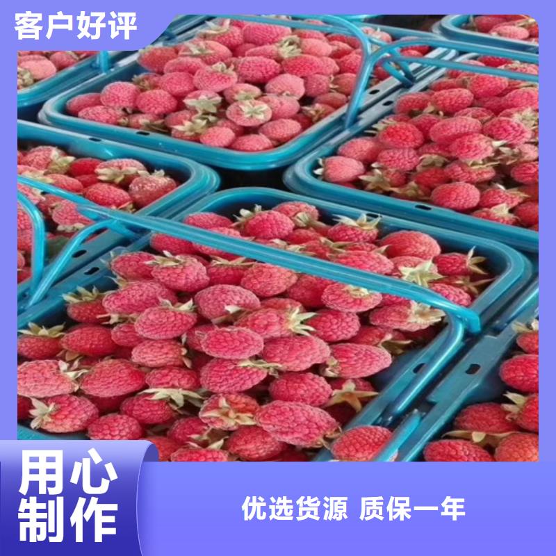 树莓,梨树苗快速物流发货订制批发
