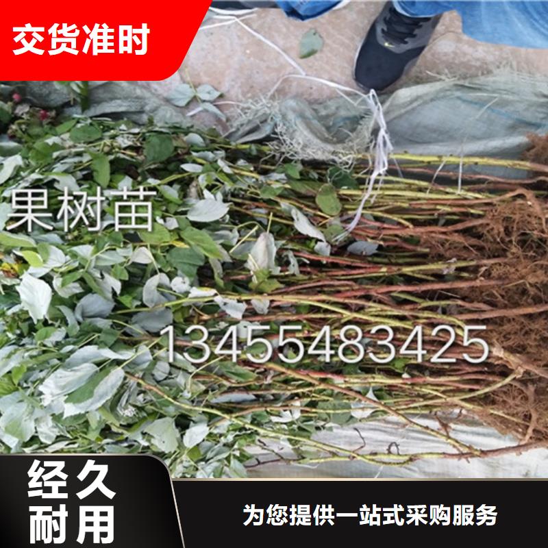 树莓蓝莓苗销售的是诚信多年实力厂家