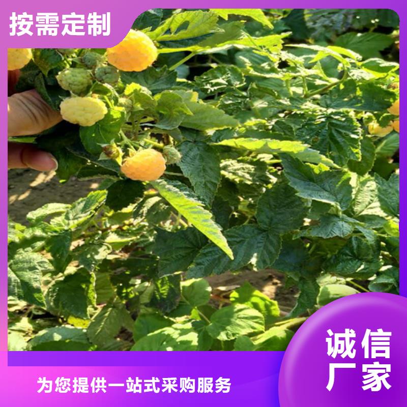 ​树莓-葡萄苗批发商本地制造商