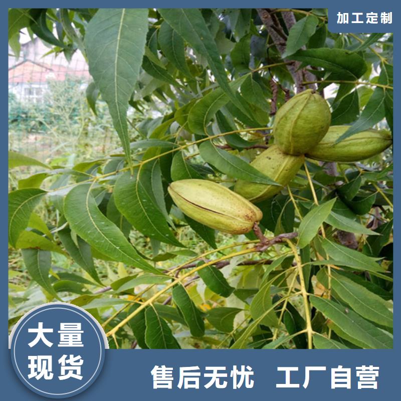 碧根果杏树苗今日价格价格公道合理