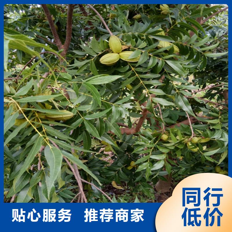 碧根果_【梨树苗】优选厂家价格实惠工厂直供