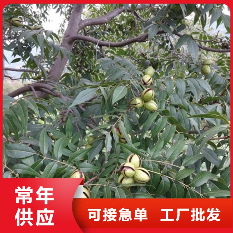 碧根果_梨树苗产品细节参数工厂价格