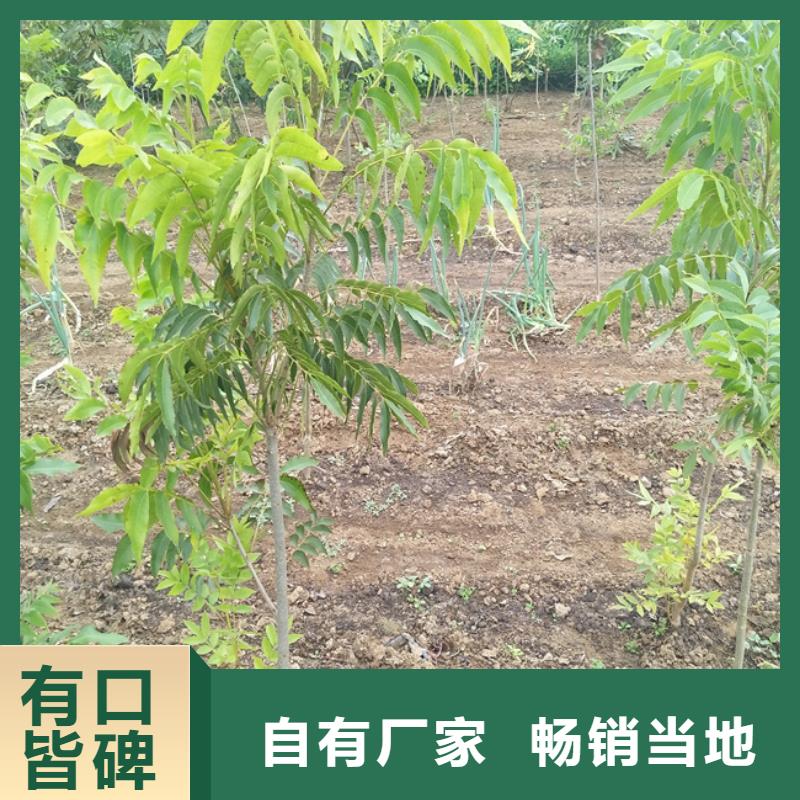 【碧根果樱桃苗实力厂商】当地公司