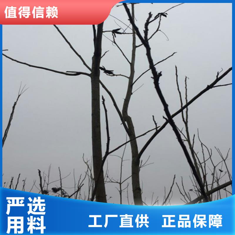 碧根果桃树苗通过检测当地货源