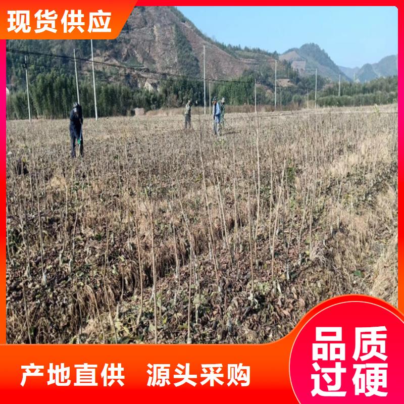碧根果西瓜番石榴苗种类齐全优选厂商