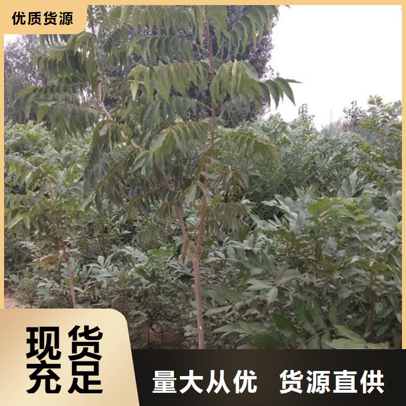 碧根果桃树苗一站式采购商当地品牌