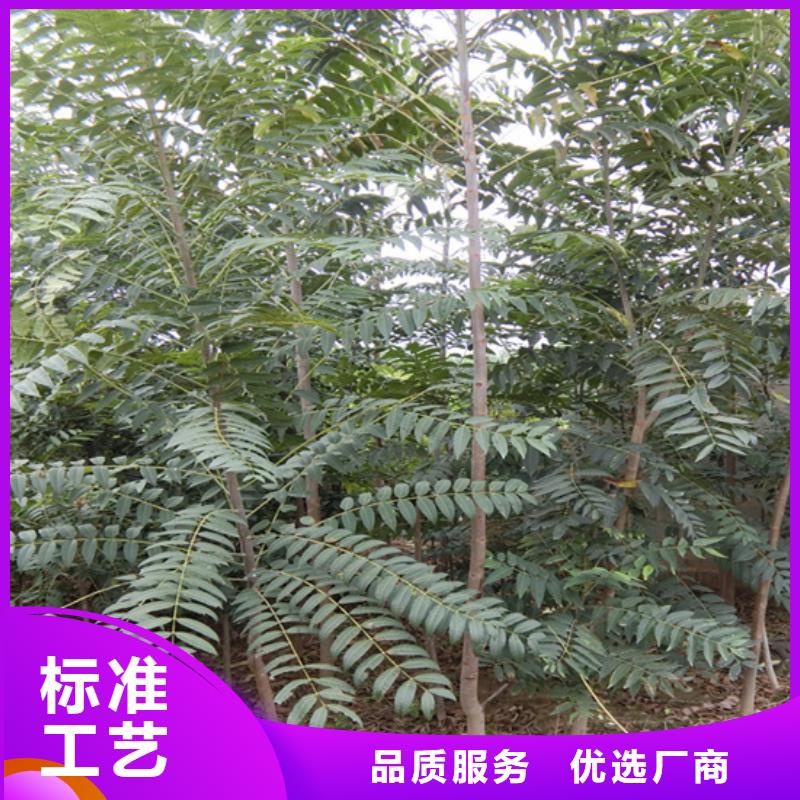香椿【石榴树】实体厂家真材实料诚信经营