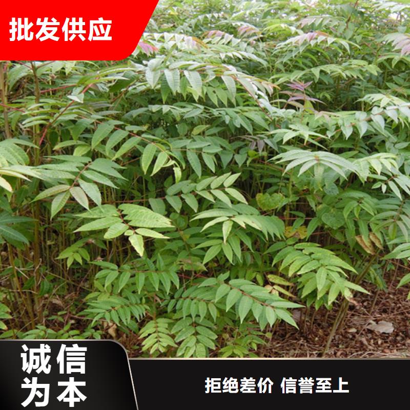 香椿樱桃苗价格合理全新升级品质保障