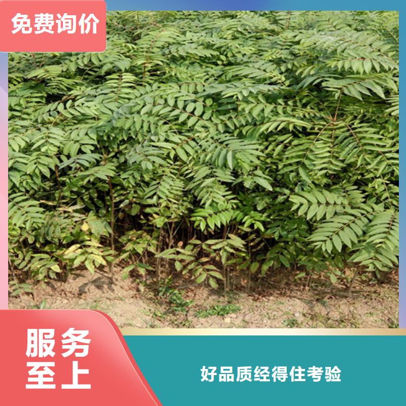 香椿_【苹果苗】现货实力厂家