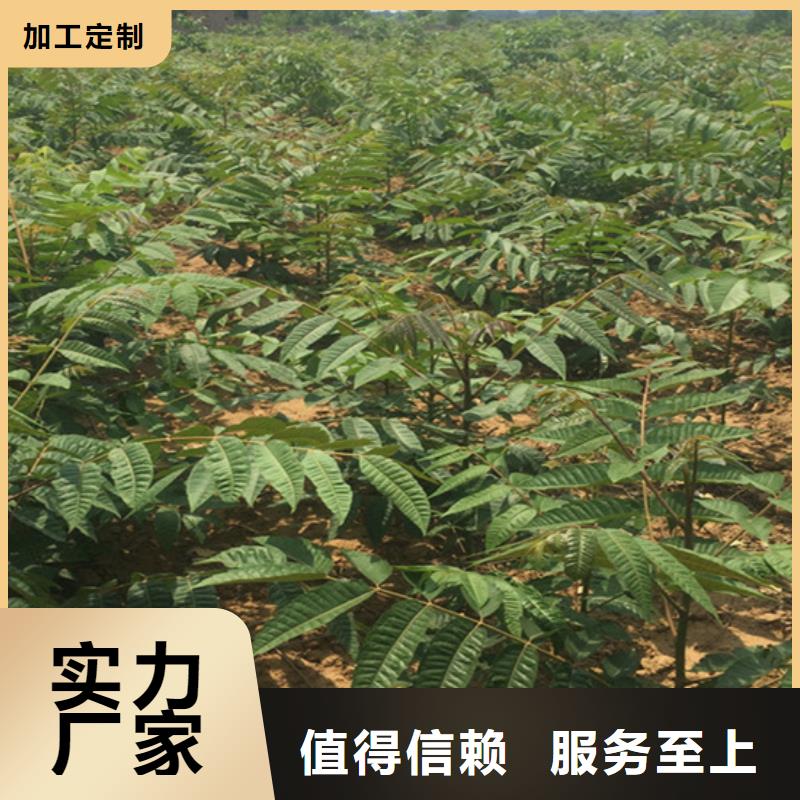 【香椿】樱桃苗重信誉厂家用的放心