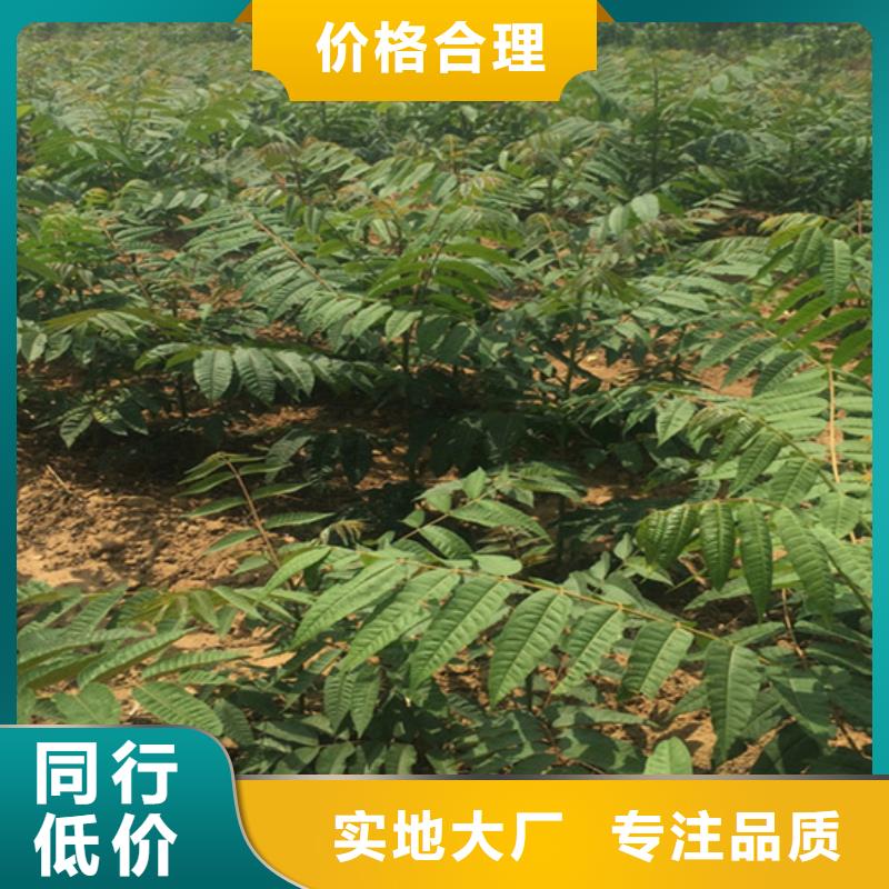香椿苹果苗定制定做真材实料诚信经营