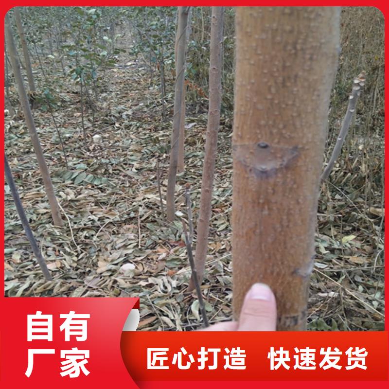 香椿蓝莓苗快捷物流同城厂家