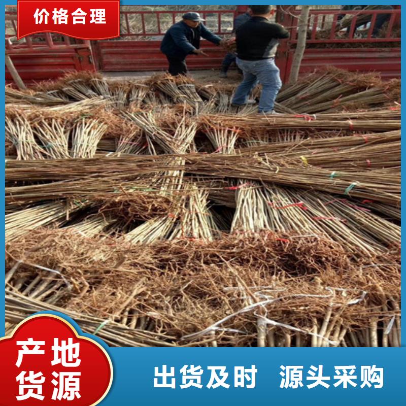 香椿樱桃苗现货交易本地制造商