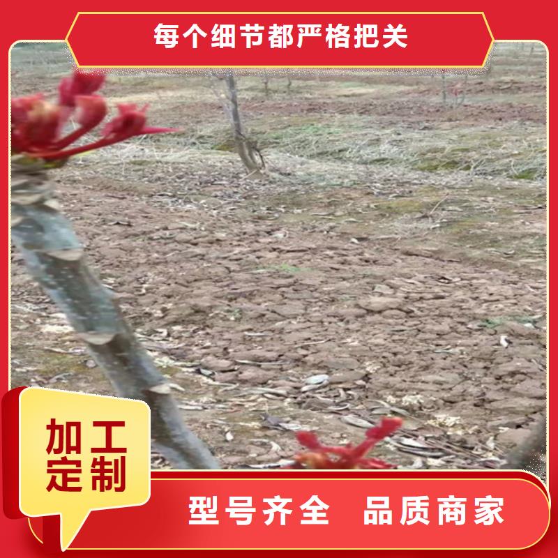 【香椿桃树苗保障】精选好货