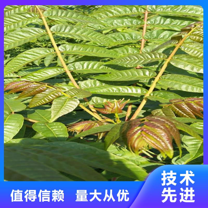 香椿樱桃苗规格型号全精品优选