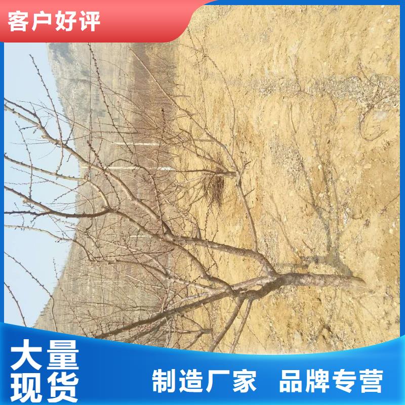 杏【石榴树】专注产品质量与服务好货采购
