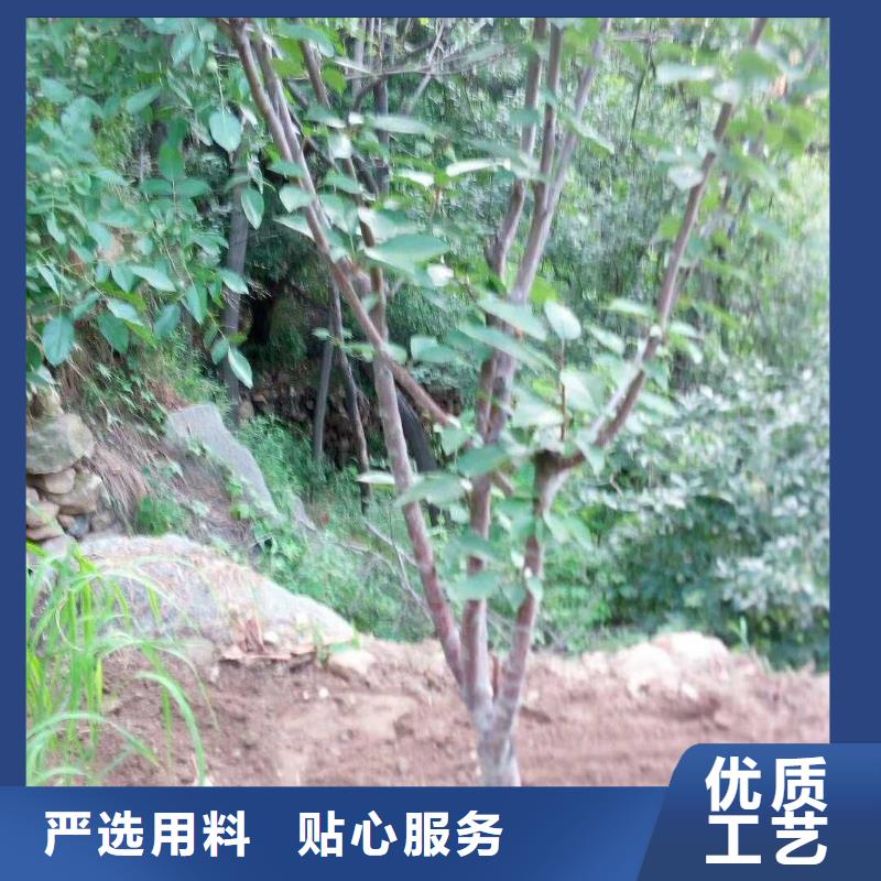 杏,蓝莓苗免费安装不断创新