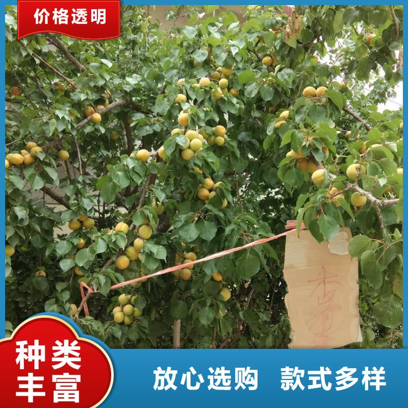 【杏】石榴树来电咨询同行低价