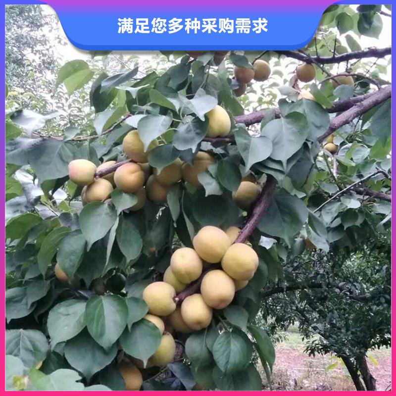 杏苹果苗资质认证多年行业经验