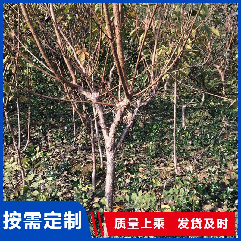 【杏】樱桃苗服务至上多年厂家可靠