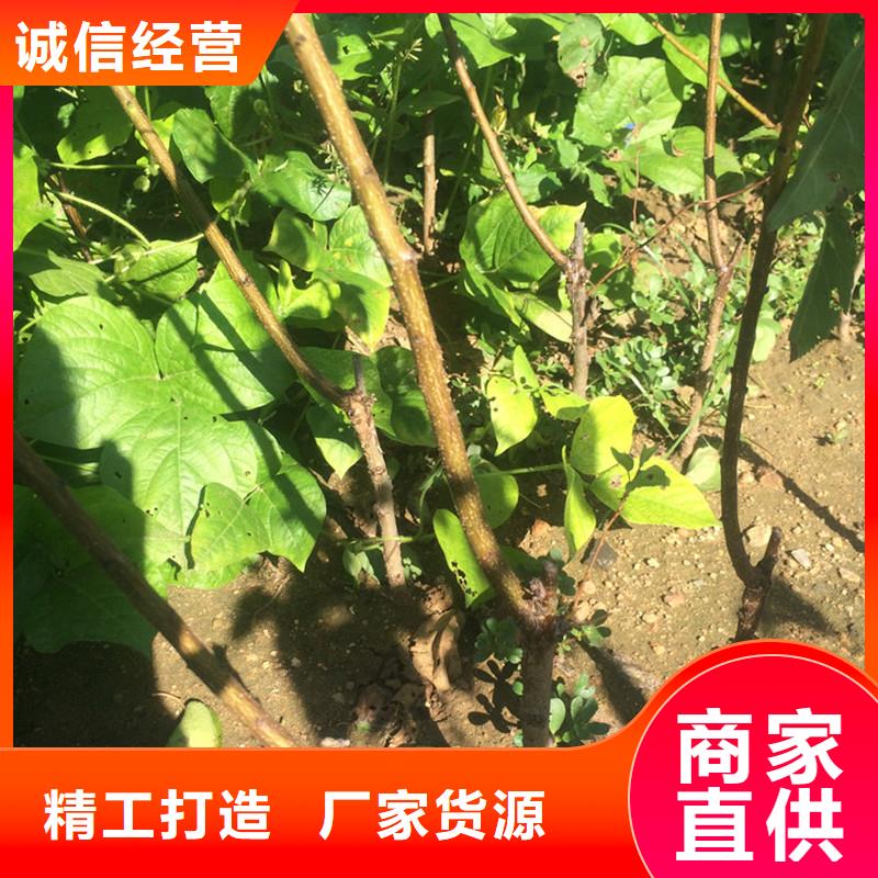 【杏】梨树苗品质优选专注产品质量与服务