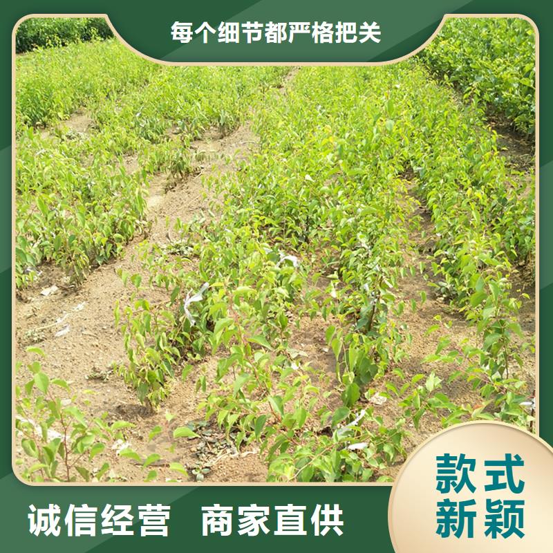 【杏】樱桃苗发货迅速同城厂家