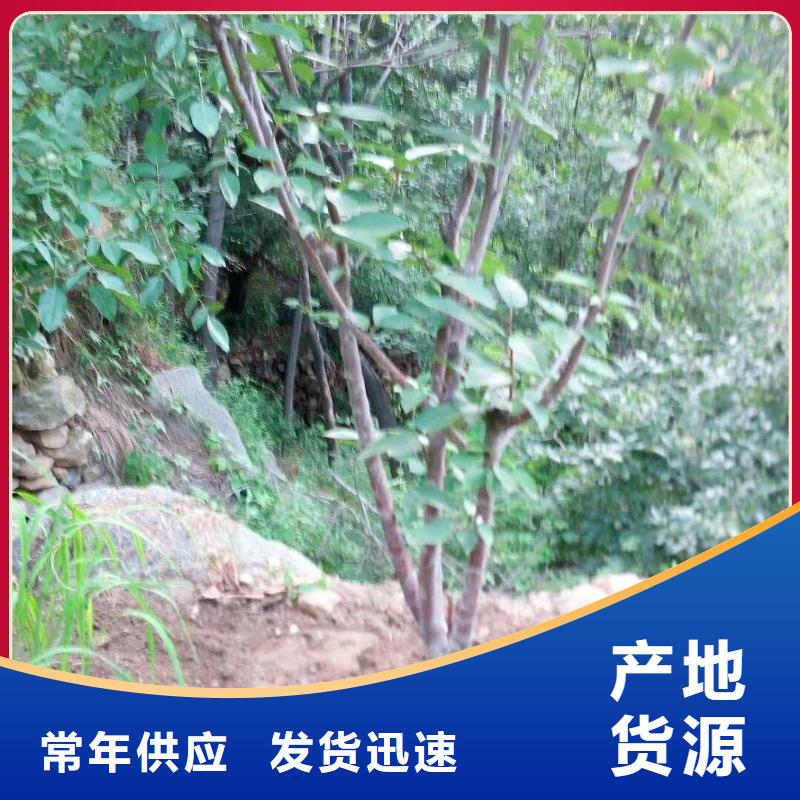 杏【红石榴苗基地】实力大厂家本地服务商