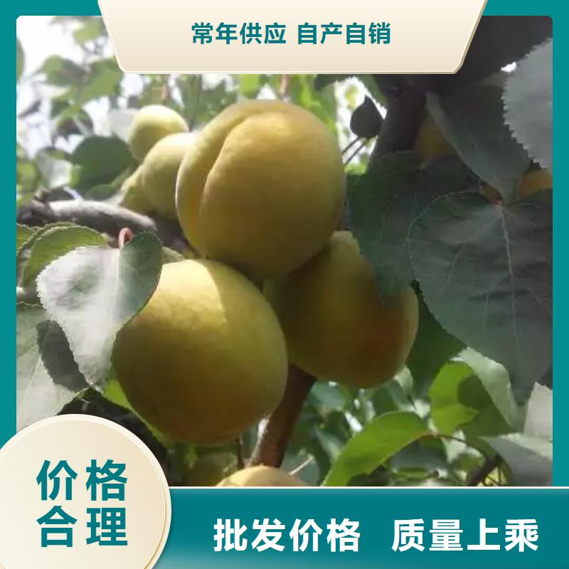 杏【猕猴桃苗】从厂家买售后有保障当地生产商