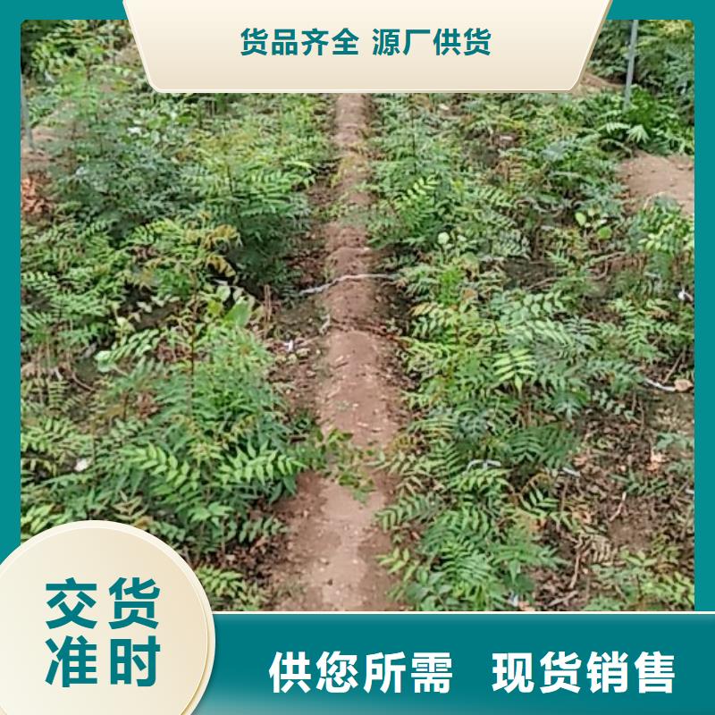 【开心果】桃树苗优质货源当地服务商