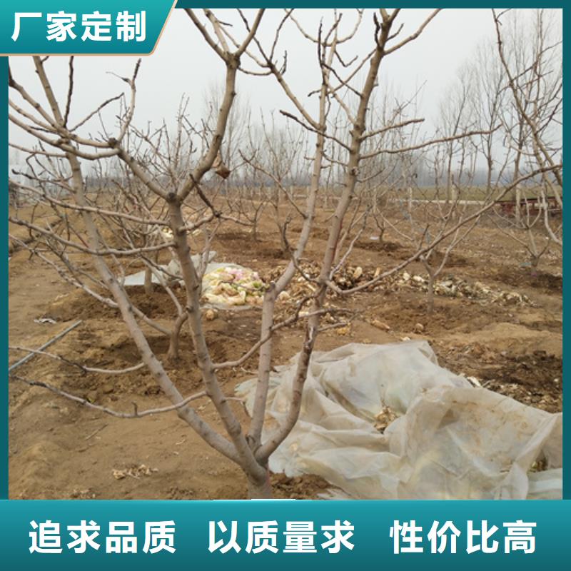 开心果_梨树苗质检严格多家仓库发货
